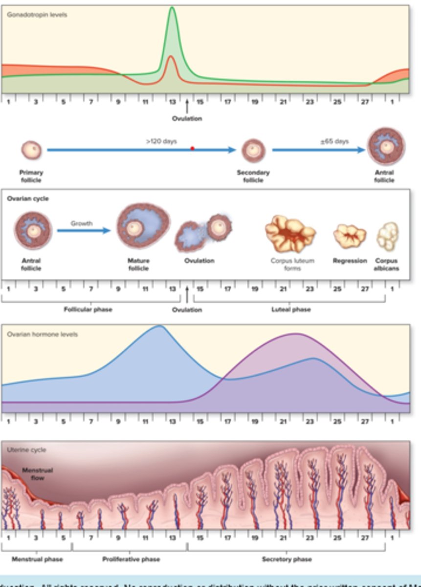 <p>fewer hormones(takes a week)</p>