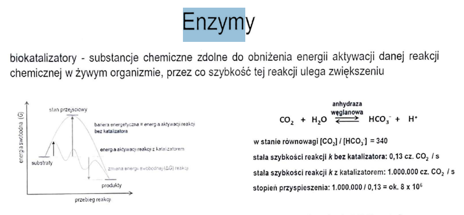<p>-katalizatory nie wpływają na zmianę energii swobodnej (<span><span>Δ</span></span>G) reakcji</p><p>-enzym na ogół wykazuje bardzo wysoką specyficzność substratową</p><p>-enzym na ogół katalizuje jeden typ reakcji chemicznej (jeden sposób przekształcenia substratu)</p><p>-nie zmieniają stanu równowagi reakcji chemicznej, jedynie przyspieszają jego ustalenie</p>