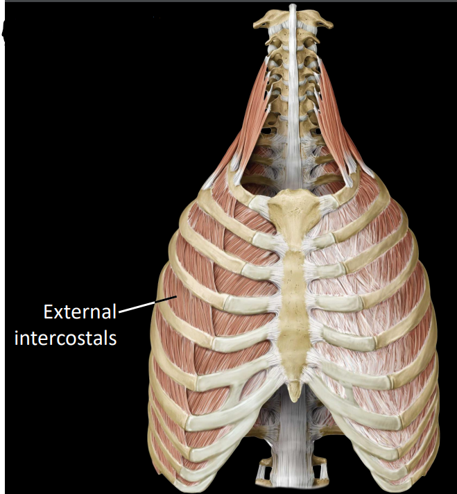 <p>fibers that run obliquely down towards midline</p><ul><li><p>superolateral to inferomedial</p></li><li><p>act to elevate ribs during inhalation (expand the thorax)</p></li></ul><p></p>