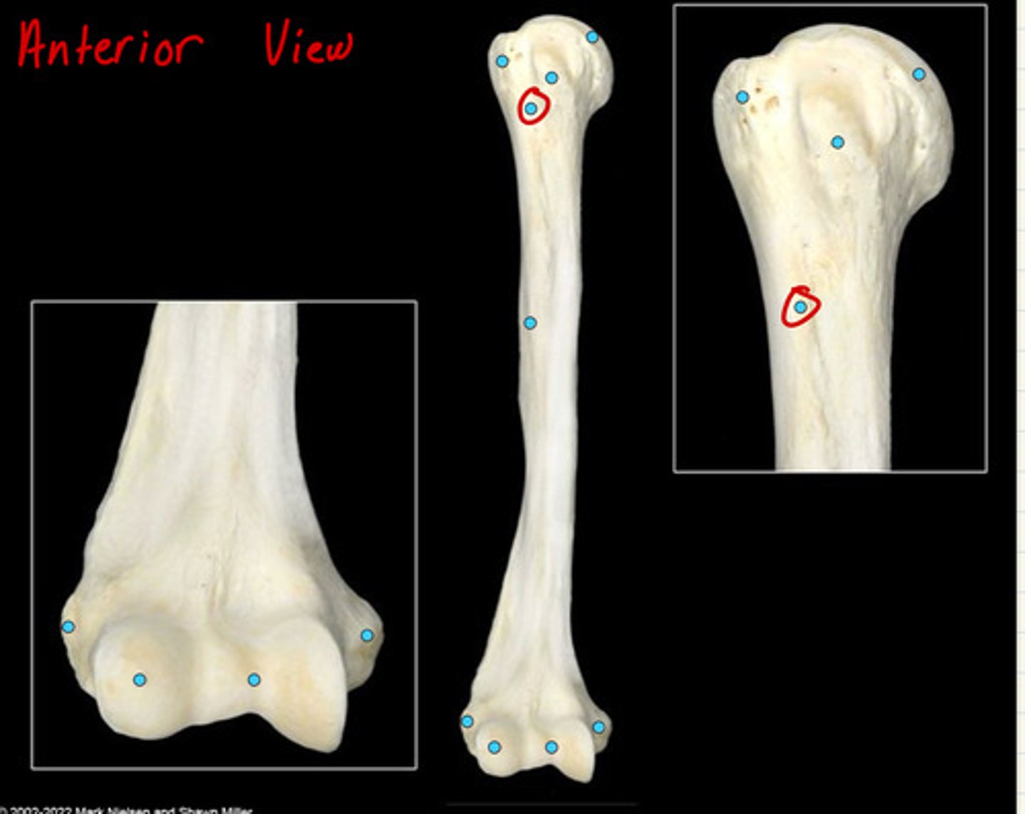 knowt flashcard image