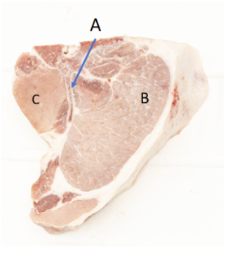 <p>C</p>