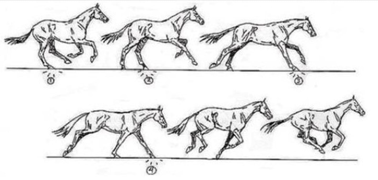 <p>Controlled 3-beat gait; Average: 16-27km per hour.</p>