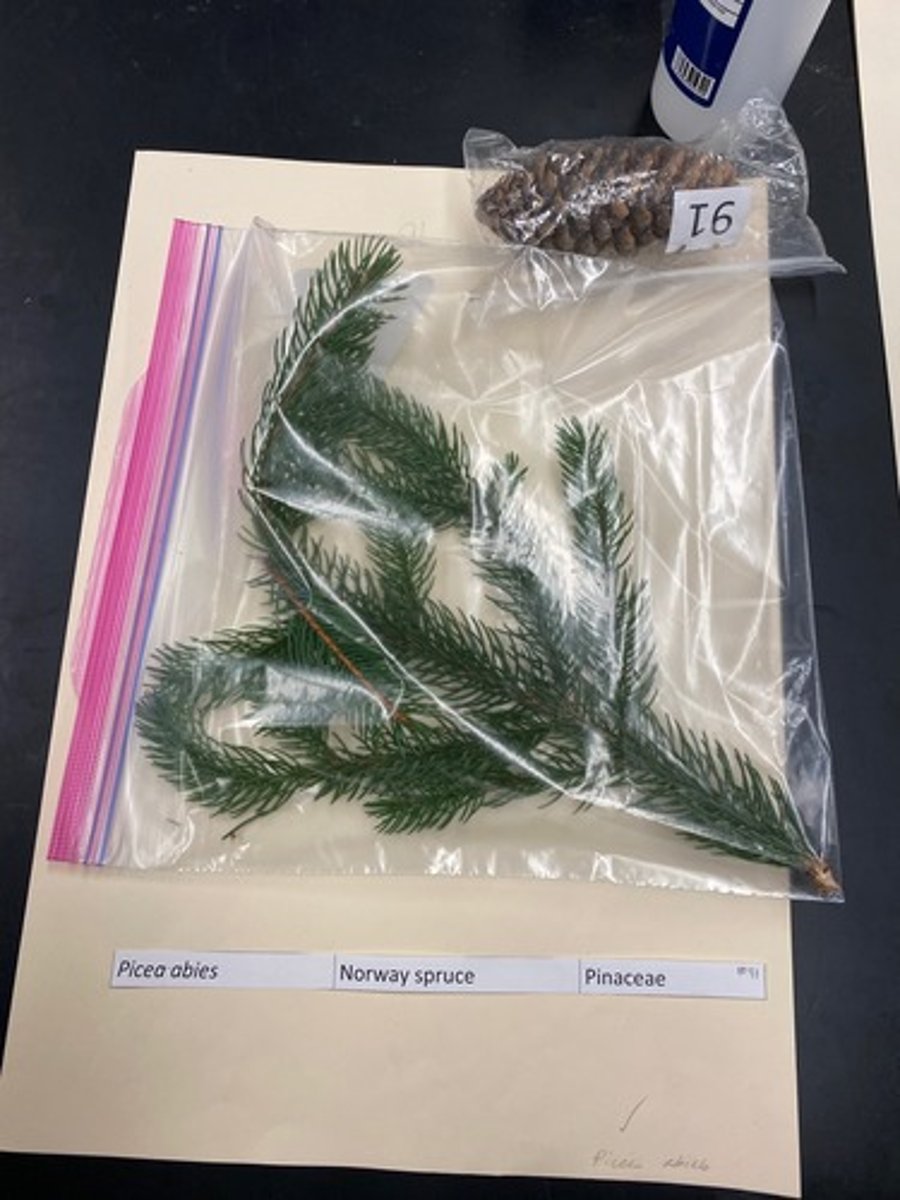 <p>Picea abies (Pineaceae)</p>