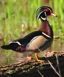 <p>wooded wetlands, cavity nesters, perch in trees, omnivores, whistle</p>