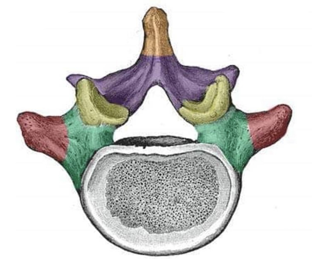 <p>What are the five components of the vertebral arch?</p>
