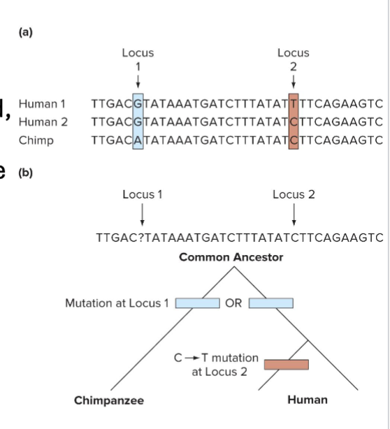 <ul><li><p>To determine when a variation occured, must compare genomes</p></li><li><p>Comparison of a human and chimpanzee genomes reveals the changes that has occured since divergence of these species</p></li><li><p>The single base change at loci 2 is polymorphic in humans</p><ul><li><p>C is ancestral, present in ancestral organisms</p></li><li><p>T is derived, changed nucleotide</p></li></ul></li></ul><p></p>