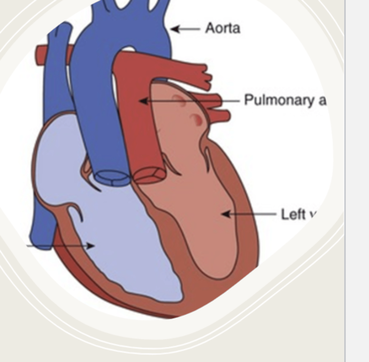 <p>no communication between systemic and pulmonary blood supply unless there is PDA.</p>