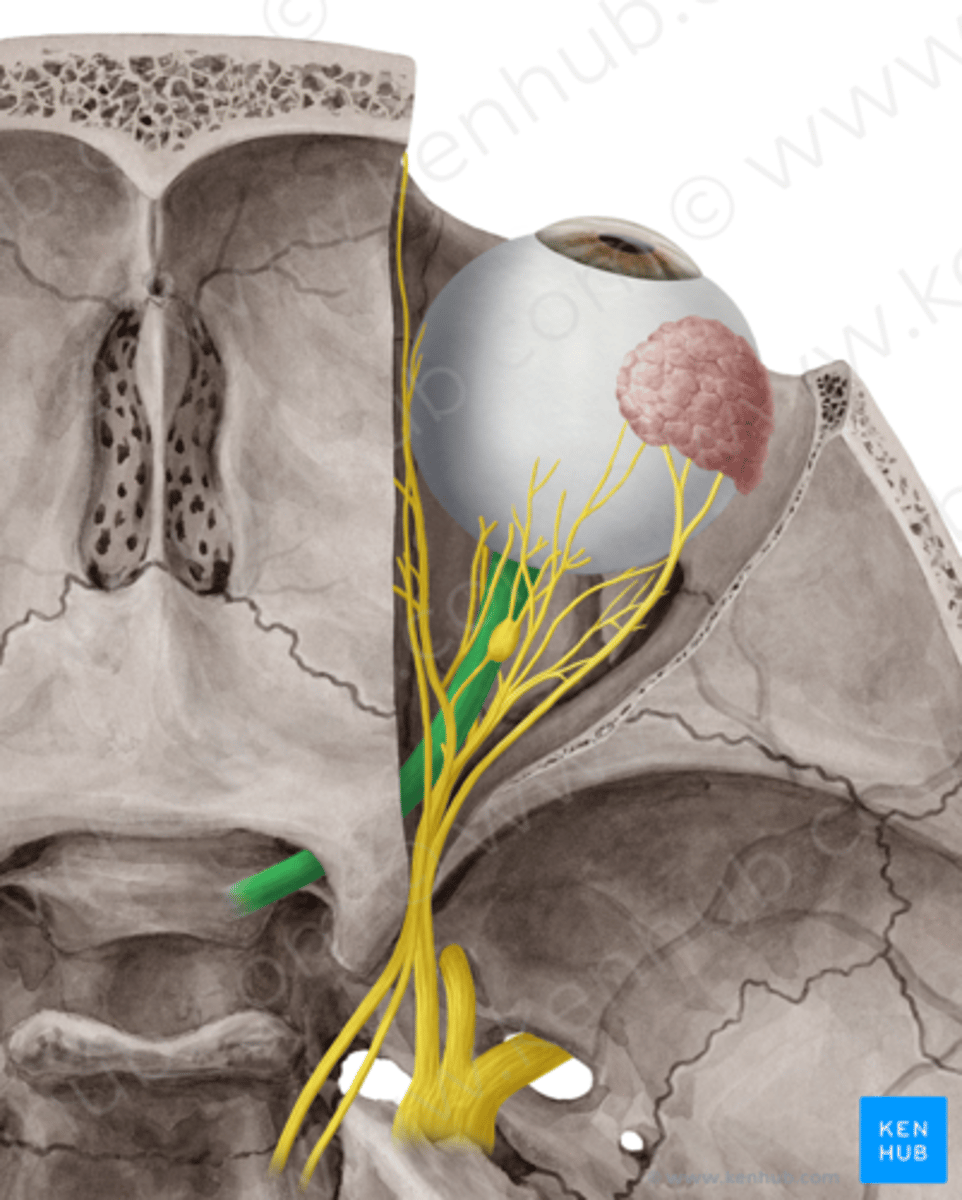 <p>Fissura orbitalis superior</p><p>Kõik silmalihaste liigutajad lähevad f. orbitalis superior'ist läbi (III n. oculomotorius, IV n. trochlearis ja VI n. abducens), samuti n. trigeminuse nervus opthalmicus.</p>