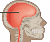 <p>The body cavity housing the brain, part of the dorsal body cavity.</p>