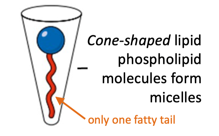 <ul><li><p>1 fatty tail</p></li><li><p>Forms micelles</p></li></ul>