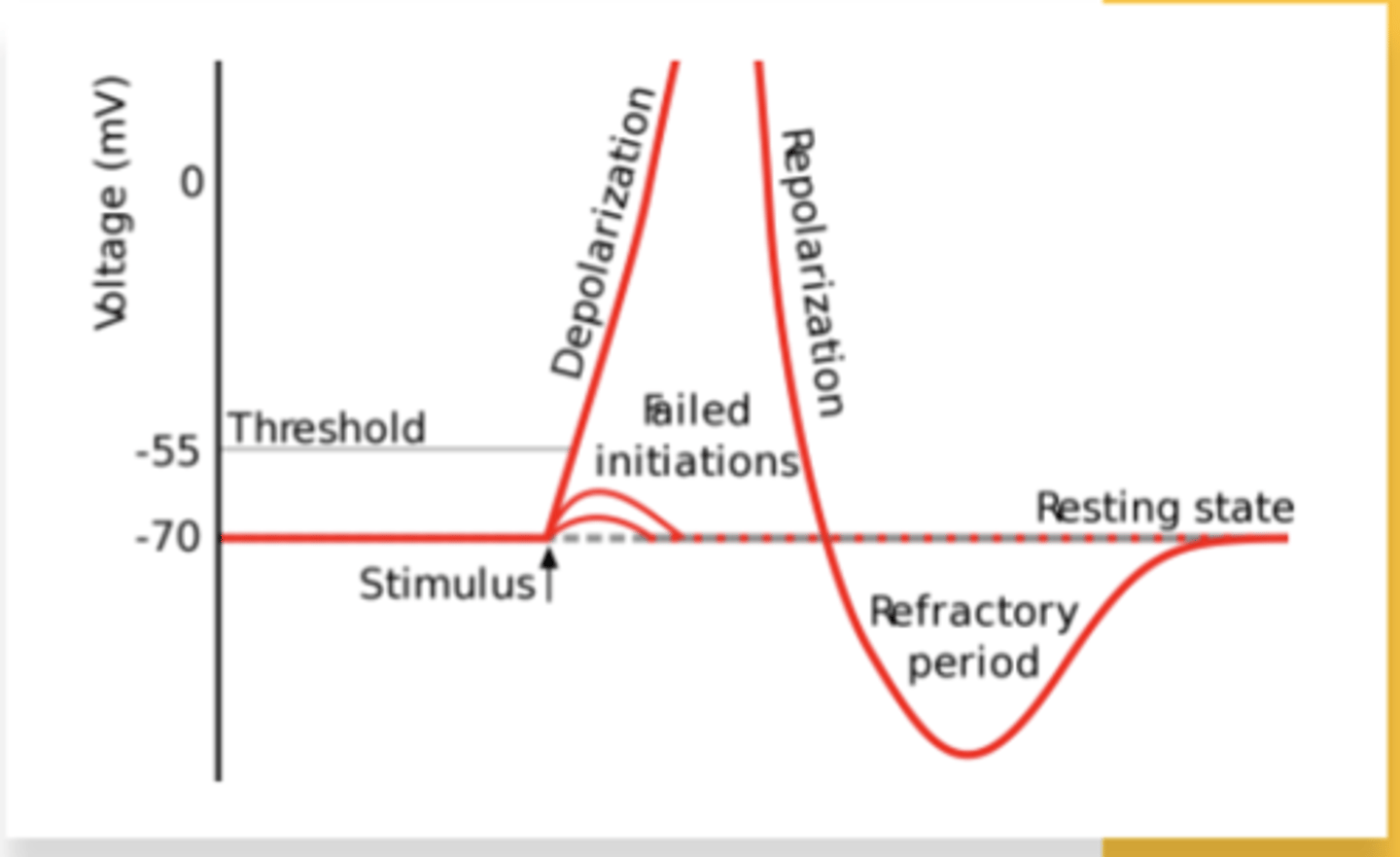 <p>What are action potentials? </p>