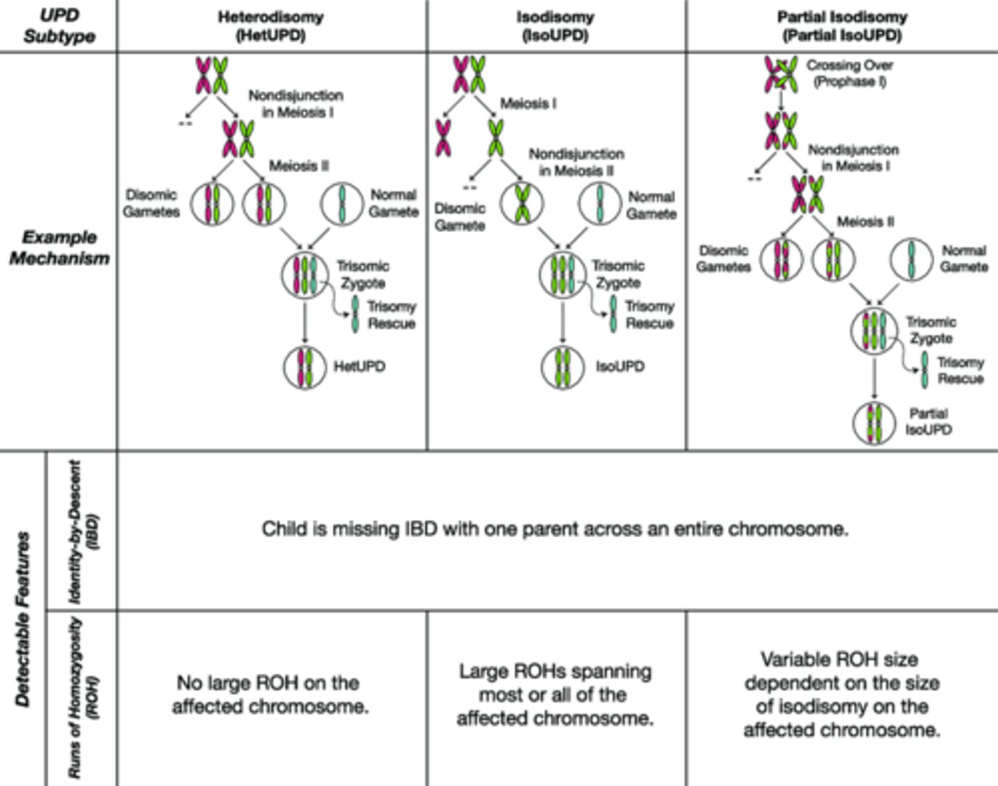 <p>both homologs are identical.<br>caused by nondisjunction at meiosis II or mitotic error</p>