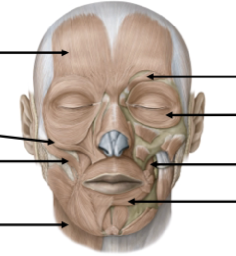 <p>Muscles of Facial Expression</p>