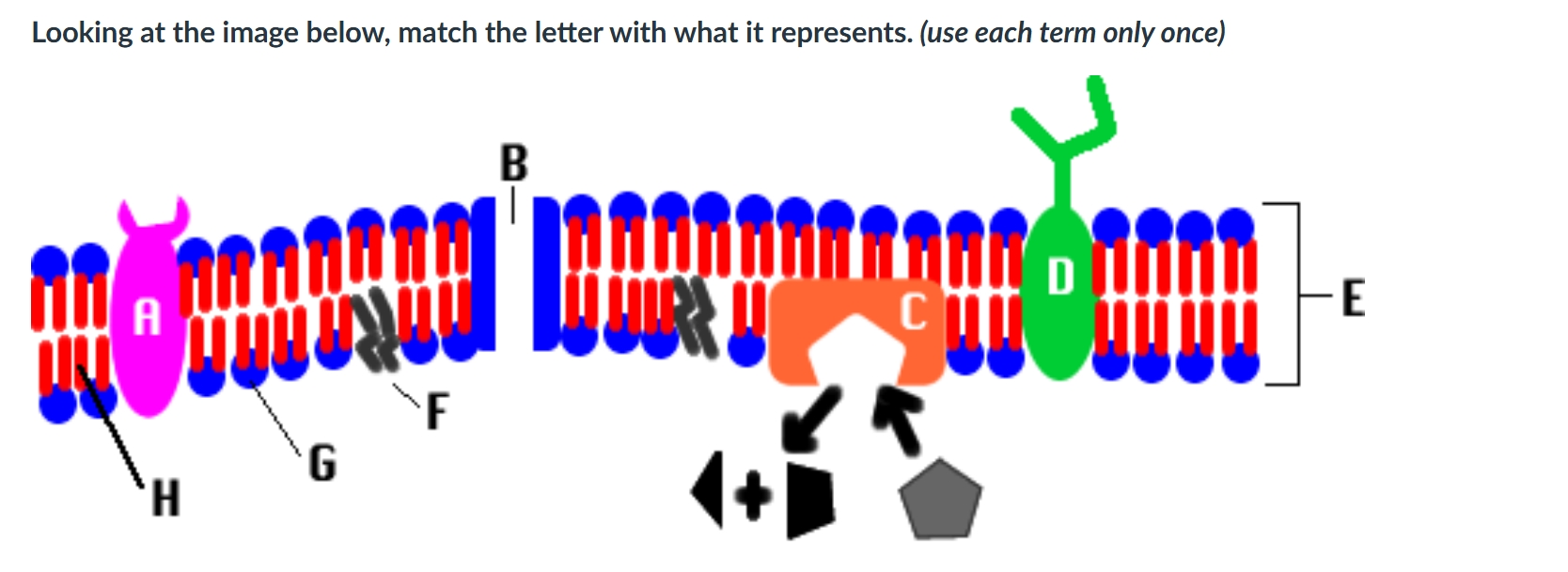 <p>In a typical cell membrane diagram, match the following labels (A, B, C, D, E, F, G, H) to their correct components: integral protein, channel protein, glycoprotein, peripheral protein, fatty acid hydrophobic tail, phosphate hydrophilic head.</p>