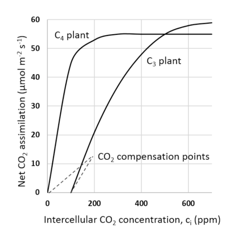 <ul><li><p>C3→ 50-70ppm</p><ul><li><p><strong>and</strong> increases with temperature</p></li></ul></li><li><p>C4→ 0-10 ppm</p><ul><li><p><strong>lower compensation point</strong></p></li><li><p>Coz less CO2 is being lost</p></li><li><p>Do not need to compensate at much!</p></li></ul></li></ul><p></p>