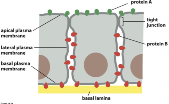 <p>Ways diffusion is restricted: </p>
