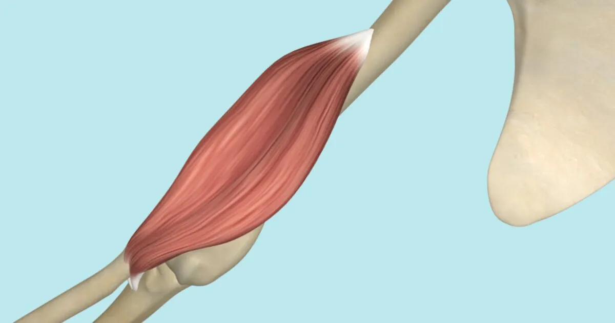<p>Name this muscle (action, innervation, origin, insertion)</p>