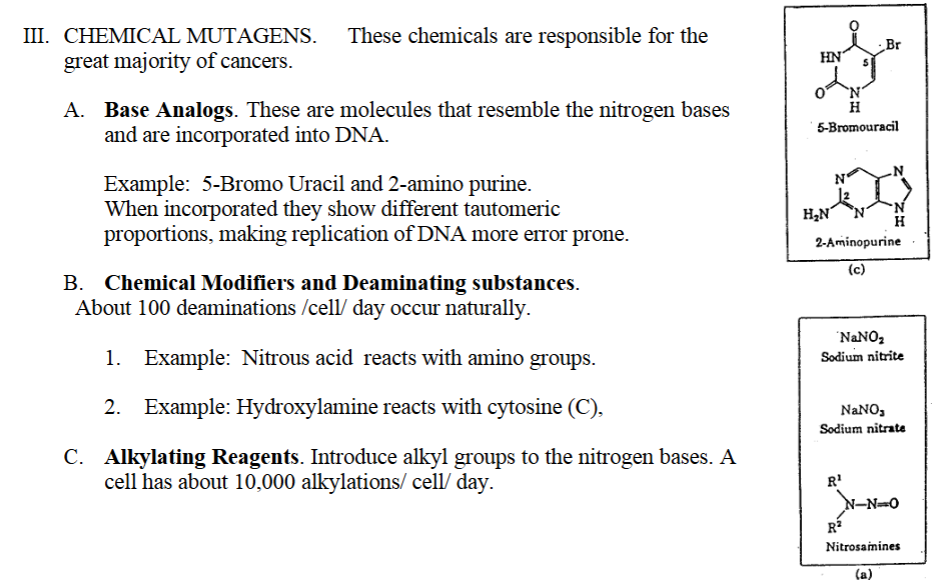 <p>A chemical mutagen is:<strong> Any chemical substance</strong> that <strong>increases the rate of mutations</strong> by <strong>altering the DNA’s structure</strong><u> or</u><strong> interfering with DNA replication.</strong></p><p>These chemicals are responsible for the great majority of cancers.</p><p>A. Base Analogs. These are<strong> molecules that resemble</strong> the <strong>nitrogen bases</strong> and are <strong>incorporated into DNA</strong>.</p><p>"base analog: molecules that are analogous to bases (by resemblance) </p><p>Example of a base analog: 5-Bromo Uracil and 2-amino purine.</p><p>2-amino purine is a base analog, it’s not a nitrogenous base. </p><p>When incorporated they show different tautomeric proportions, making replication of DNA more error prone</p><p>B. <strong>Chemical Modifiers</strong> and<strong> Deaminating substances</strong>. About 100 deaminations /cell/ day occur naturally.</p><p><strong>1. Deamination = removing an amino group (–NH₂) from a nitrogenous base</strong> </p><p>Some bases in DNA contain an <strong>amino group</strong>.<br>A <strong>deaminating reaction</strong> <strong>removes the amino group</strong>, changing one base into another:</p><ul><li><p><strong>Cytosine → Uracil</strong></p></li></ul><p>These conversions can cause <strong>incorrect base pairing</strong> → <strong>mutations.</strong></p><p>1. Example: <strong>Nitrous acid </strong><u>reacts with</u><strong> amino groups</strong> and <strong>deaminates</strong> the base. </p><p><strong>2. “Chemical modifiers” refers to chemicals that alter DNA</strong> </p><p>Certain <strong>chemicals</strong> <strong>modify bases</strong> by <strong>adding</strong> or <strong>removing </strong>chemical groups.</p><p><strong>Hydroxylamine (NH₂OH)</strong> is another <strong>chemical mutagen</strong>, but it is <strong>very specific</strong>.</p><ul><li><p>It reacts almost <strong>only with cytosine</strong>.</p></li><li><p>It adds a chemical group to C, causing it to mispair with <strong>adenine (A)</strong>.</p></li></ul><p>This causes:</p><ul><li><p>C→T transitions<br>(because C pairs with A instead of G)</p></li></ul><p>C. <strong>Alkylating Reagents</strong>. chemicals that add <strong>alkyl groups to the nitrogen bases. </strong>A cell has about 10,000 alkylations/ cell/ day.</p><p>1. Example: Dimethyl sulfate (<strong>DMS</strong>) and Ethyl methane sulfonate (<strong>EMS</strong>) are alkylate<strong> guanine</strong>. Releases the nitrogen base from guanine which weakens the bond between guanine and DNA <u>leaves a hole in DNA  that can be filled with any other base.</u></p><p>When DNA is replicated:</p><ul><li><p>Any base (A, T, G, C) can be inserted randomly<br>→ very high mutation rate</p></li></ul><p>2. Example:<strong> Nitrogen mustards</strong> like<strong> β-chloroethylamine.</strong></p><p>3. Example: Benzopyrene is oxidized to a reactive molecule that attaches itself to Guanine.</p><p>D. <strong>Methylating Reagents</strong> introduce methyl groups into the nitrogen bases.</p><p>1. Example<strong>: N-Methyl-N'-Nitro-N-nitrosoguanidine</strong></p><p>When a base receives a methyl group, its <strong>hydrogen-bonding pattern changes</strong>.</p><p>So methylation can cause <strong>wrong base pairing</strong> → <strong>point mutations</strong>.</p><p>Sometimes <strong>methylation</strong> destabilizes the base–sugar bond, causing the base to <strong>fall off</strong>, creating an <strong>abasic site (AP site)</strong>.</p><p>This leaves a <strong>hole</strong> in the DNA.<br>During replication, the polymerase inserts <strong>any random base</strong>, causing mutations.</p><p>E. <strong>Intercalating Molecules</strong> are<strong> flat aromatic molecules</strong> that <strong>insert between the bases </strong>and<strong> alter their stacking density </strong>(they <strong>elongate the DNA strand</strong>). <strong>Cause insertion</strong> or <strong>deletion of one or a few bases.</strong></p><p>Ex.: <strong>Ethidium bromide</strong> (see figure) and <strong>acridine orange.</strong></p><p>F. <strong>Chemical Mutagenesis</strong> is <strong>responsible</strong> for the <strong>majority of cancers</strong></p>