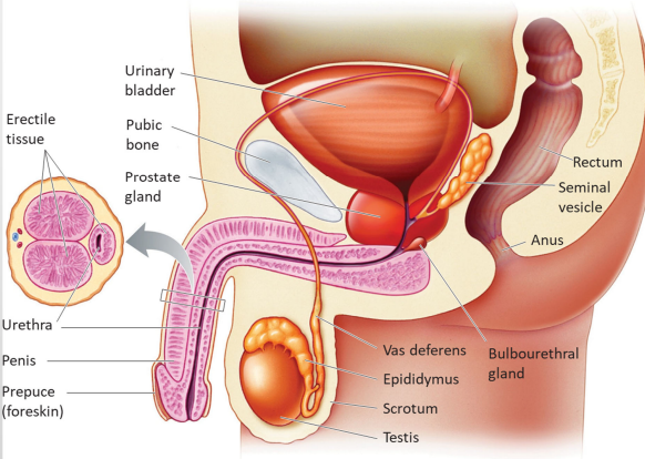 <ul><li><p><strong>Testes</strong> are suspended in the <strong>scrotum</strong>, which keeps them cooler than the body core </p></li><li><p>Mature sperm flow from the seminiferous tubules into the <strong>epididymis</strong>, a coiled storage tubule attached to the surface of each testis </p></li><li><p>Rhythmic muscular contractions of the epididymis move sperm into the <strong>vas deferens</strong>, which leads into the urethra</p></li></ul><p></p>