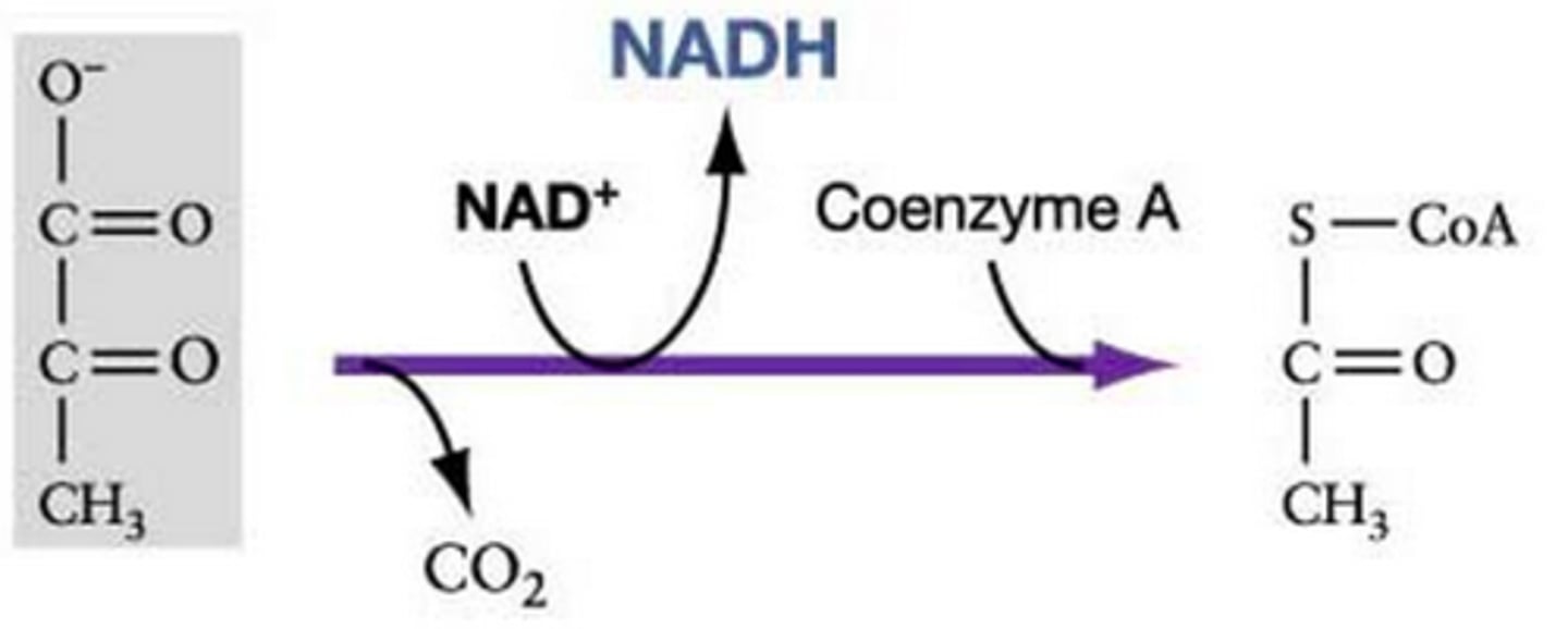 <p>-catalyzes oxidative decarboxylation of pyruvate<br>-energy is captured in NAD+ and in the thioester bond formed with Coenzyme A</p>