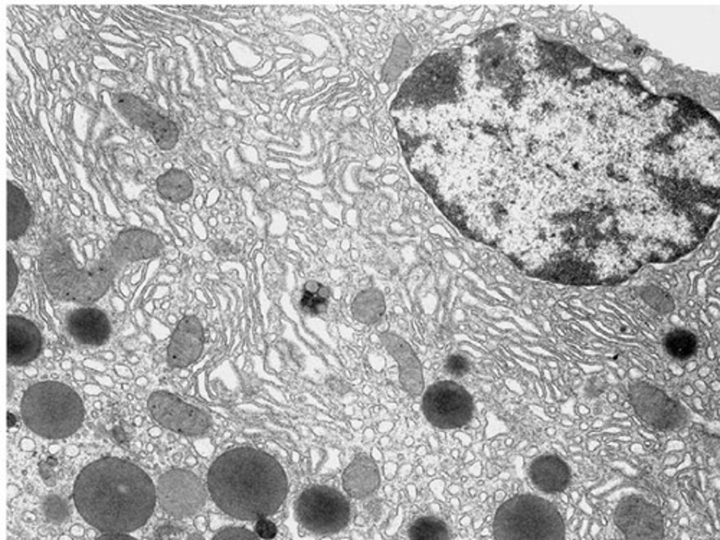 <p>synthesizes proteins which are to be transported to the Golgi for modification before secretion outside the cell</p>