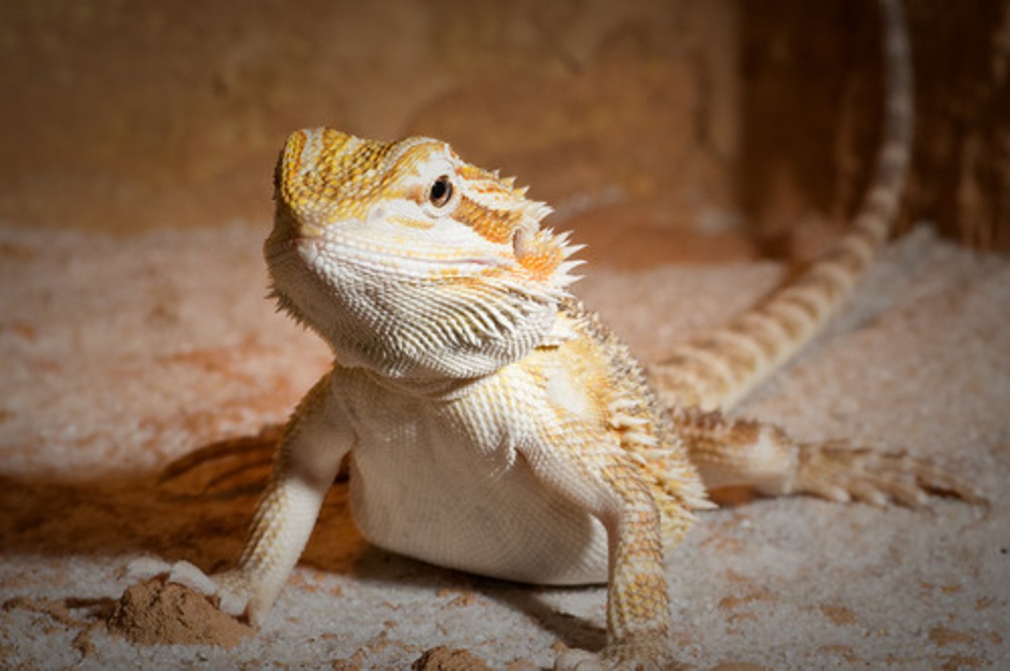<p>bearded dragon (habe eine ...)</p>