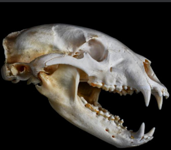 <p>5-5, plantigrade. Teeth: 3/3,1/1<strong>, 4/4,2/3</strong>.<strong> No carnassial pair</strong>. Premolars tiny, may not be in a found skull. </p><p>Medium rostrum, oval skull. <strong>Alisphenoid canal present</strong>.</p><p>Diurnal. Omnivores. Mate in June/July, give birth in winter dens (January). Young stay with mother for 2 yrs (cubs/yearlings). Mature ~5. 2-3 years between breeding.</p>