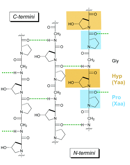 <p>most abundant protein in mammals (25 to 35%); main component of connective tissue; triple helix; repeat of Pro-Hyp-Gly</p>
