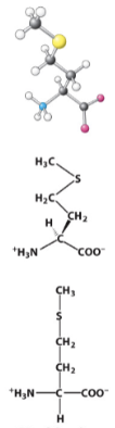 <p>Hydrophobic R-group. </p>