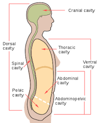 <ul><li><p>the large ventral cavity below the diaphragm and above the pelvic cavity</p></li><li><p>The space in the abdomen that contains many vital organs such as the stomach, liver, etc. </p></li><li><p>It is located in the space between the abdominal wall and the spine. </p></li></ul><p></p>