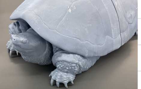 <p>Chelydra serpentina</p><p>Snapping turtle</p><p>Special concern</p><p>Family Chelydridae</p><p>Broad and slightly domes carapace</p><p>Shell colour ranges from light brown to black with algae</p><p>The reduced plastron is cream to yellow in adults and black to cream in juveniles</p><p>Skin is grey, brown or black</p><p>Large head may be patterned with brown and black </p><p>Long tail with triangular dorsal projections</p>