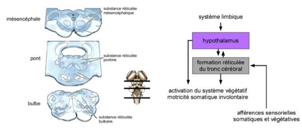 -certains des ensembles de ces neurones contrôlent les états de sommeil et de vigilance
-d'autres contrôlent les fonctions végétatives : les fonctions cardiovasculaires, les fonctions respiratoires, la miction, les vomissements, la déglutition
-ils reçoivent des afférences de l'hypothalamus et des afférences sensitives du système somatique et végétatif
-projettent sur les systèmes effecteurs végétatifs et somatiques du tronc cérébral et de la moelle épinière
-ces projections sont à la base de l'expression somatique et végétative du comportement émotionnel