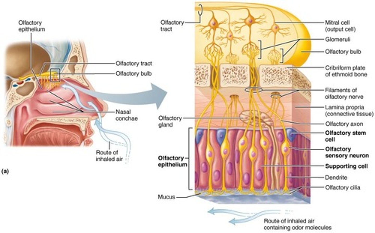 <p>Sense of smell, mediated by olfactory receptors.</p>
