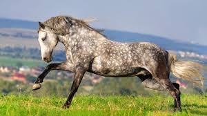 <ul><li><p><span style="color: red"><strong>Known as Purebred Spanish Horse</strong></span></p></li><li><p>Oriental horses brought by the Moors when they invaded Spain and crossed with Spanish horses</p></li><li><p>Bred primarily by Carthusian Monks in the Middle Ages</p></li><li><p>Long manes and tails</p></li><li><p>Flat or convex nose, small ears, large neck, massive chest, and lean quarters</p></li><li><p>Trotting breed</p></li><li><p>White or light gray or bay</p></li></ul><p></p>