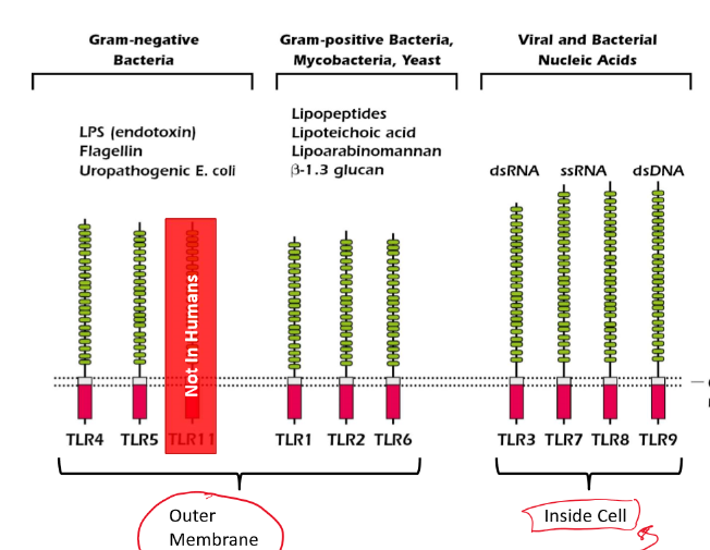 <p>Contains an inhibitory function at the start of innate immune responses</p>