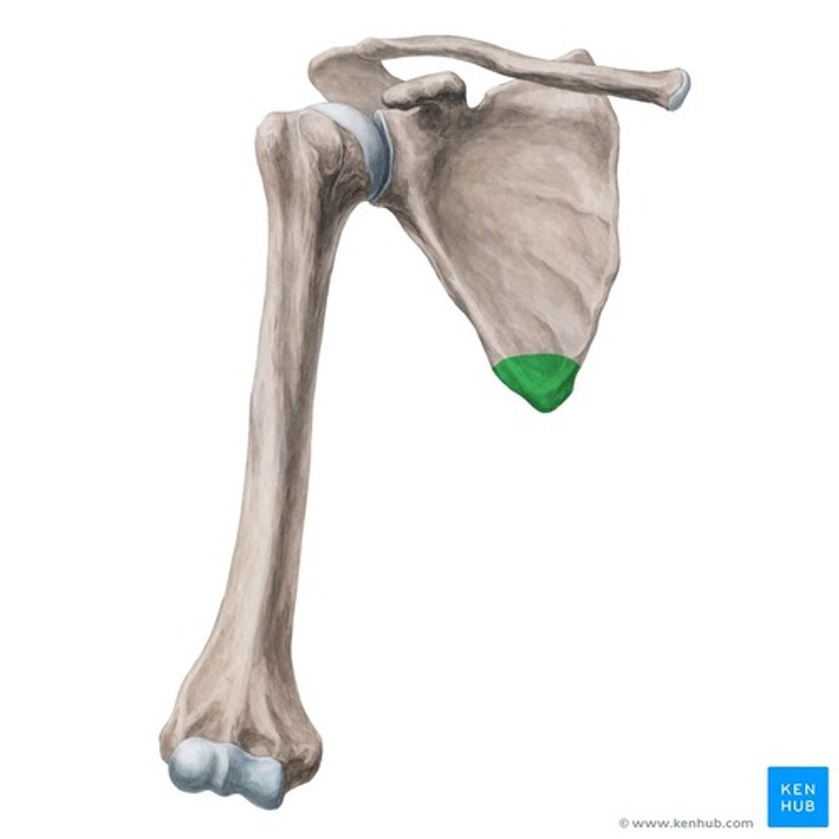 knowt flashcard image