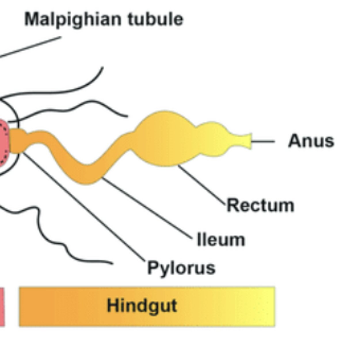 <p>Area for water and salt reabsorption and fecal formation.</p>