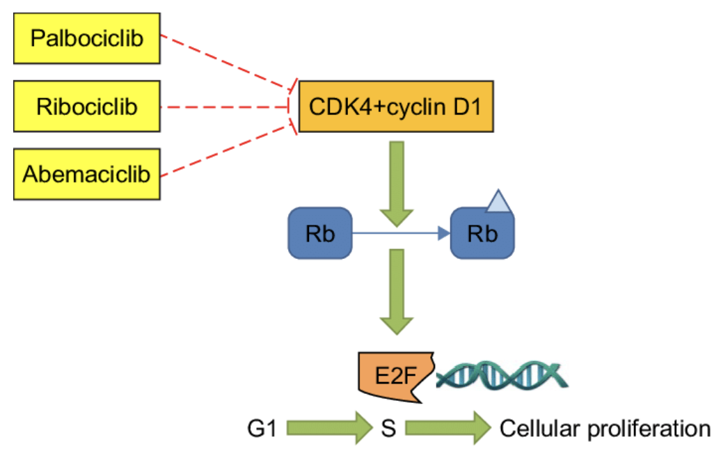 <p><span style="color: red"><strong>inhibits CDK4</strong></span><strong> —&gt; cells stuck in G1 and does NOT proliferate</strong></p><ul><li><p>CDK4 + cyclin D1 phosphorylates Rb</p></li><li><p>phosphorylated Rb activates E2F (elongation factor)</p></li><li><p>E2F promotes transition from G1 —&gt; S —&gt; cellular proliferation</p></li></ul><p></p>