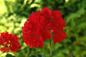 <p><span>Pelargonium x hortorum cv. / Zonal Geranium</span></p>