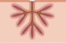 <p>name the type of gland</p>