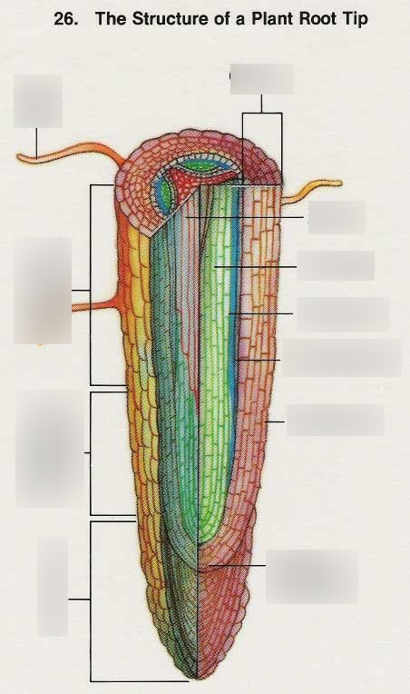 Be able to locate… root cap, apical meristem, zone of cell division, zone of elongation, zone of cell maturation, and root hairs
