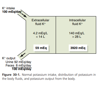 regulacija koncentracije K+