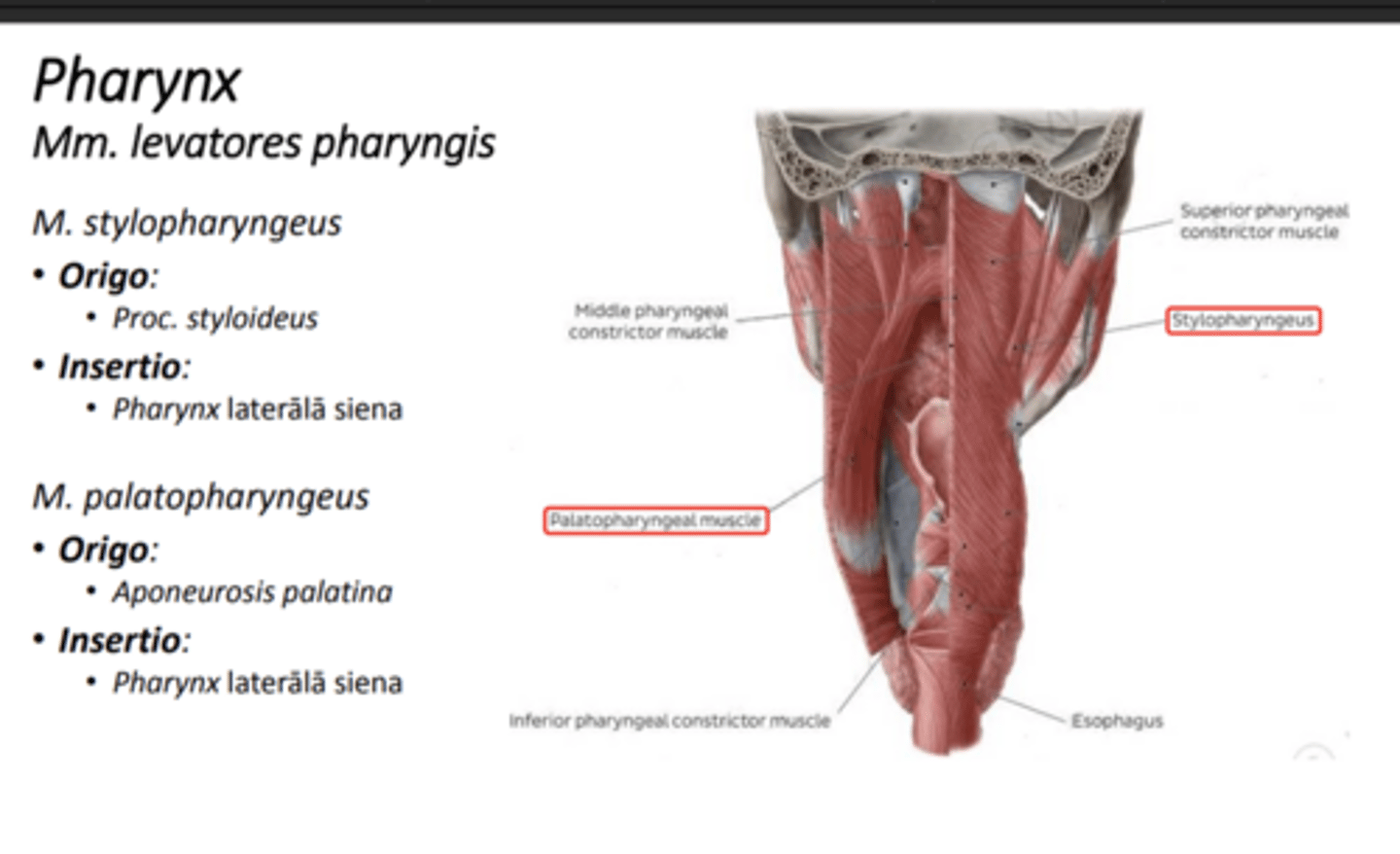 <p>M. stylopharyngeus</p><p>M. palatopharyngeus</p>
