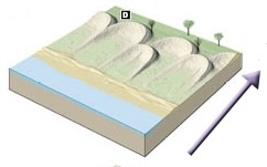 <p>Wind: Type of Sand Dune</p>