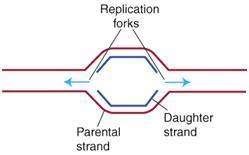 <p>the part where the two strands separate</p>