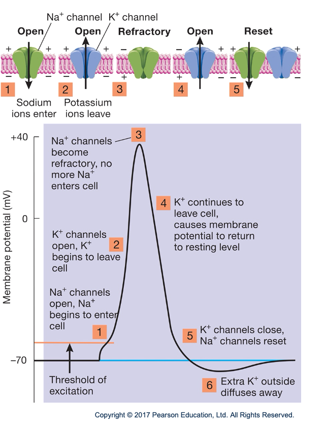 <ol><li><p>Na+ channels open, Na+ enters cell (only when threshold)</p></li><li><p>K+ channels open, K+ leaves cell</p></li><li><p>Na+ channels become refractory (no more Na+ enters, can’t open for a while)</p></li><li><p>K+ continues leaving cell, causing membrane potential to return to resting level</p></li><li><p>K+ channels close, Na+ channels reset</p></li><li><p>Extra K+ outside diffuses away</p></li></ol><p></p>