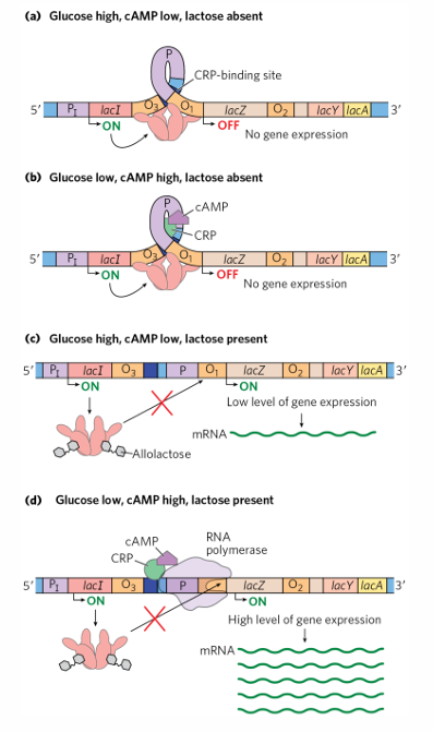 <p>negative = </p><ul><li><p>lacI gene upstream of operon, encodes repressor</p></li><li><p>lac repressor binds operon in absence of allolactose</p></li><li><p>operator site at transcription start site</p></li></ul><p>positive = </p><ul><li><p>cAMP receptor protein binds DNA in presence of inducer cAMP</p></li><li><p>activator binding site located upstream of the lac promoter</p></li></ul><p></p>