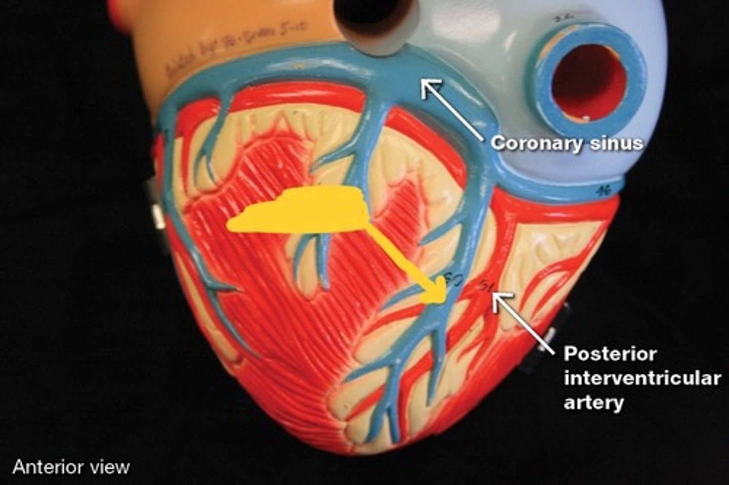 <p>Cardiac veins,</p>