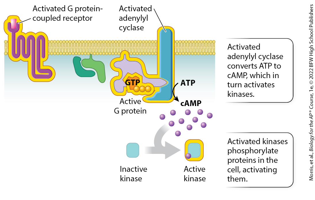 <p>derived from ATP and serves as an intracellular second messenger in many signal transduction pathways; is a second messenger that binds to and activates protein kinases</p>