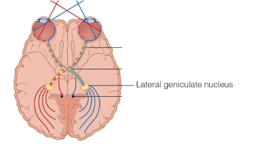 <p><span>The LGN on the left is responsible for processing from the right visual field and LGN on the right is responsible for processing the left visual field.</span></p><p></p>